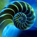 Nautilus